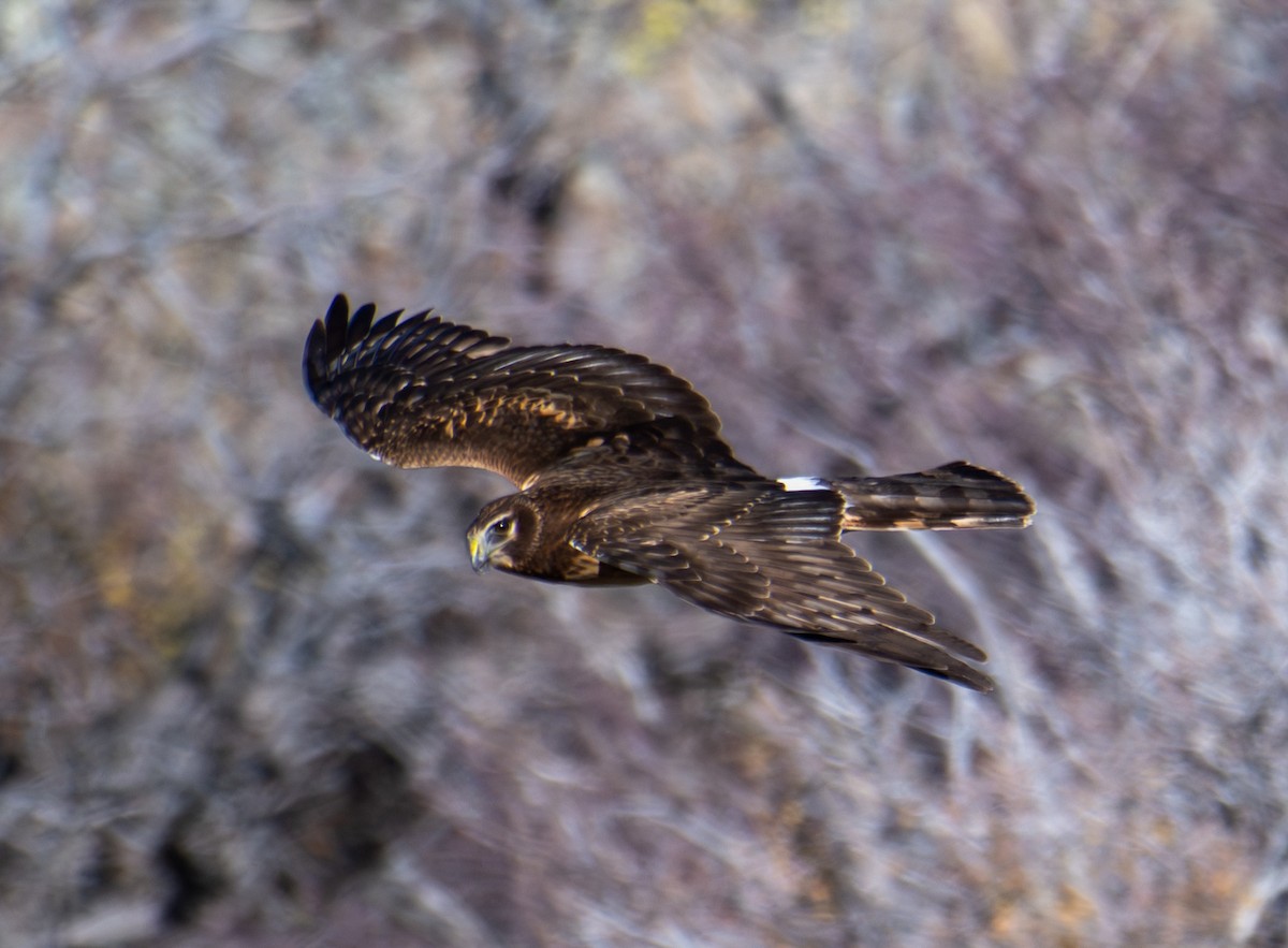 Busard des marais - ML646020097