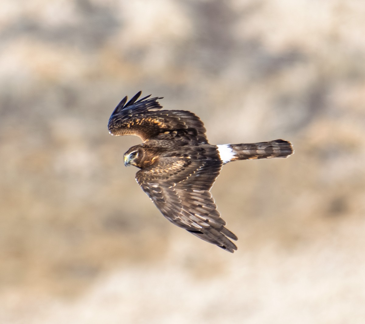 Busard des marais - ML646020098