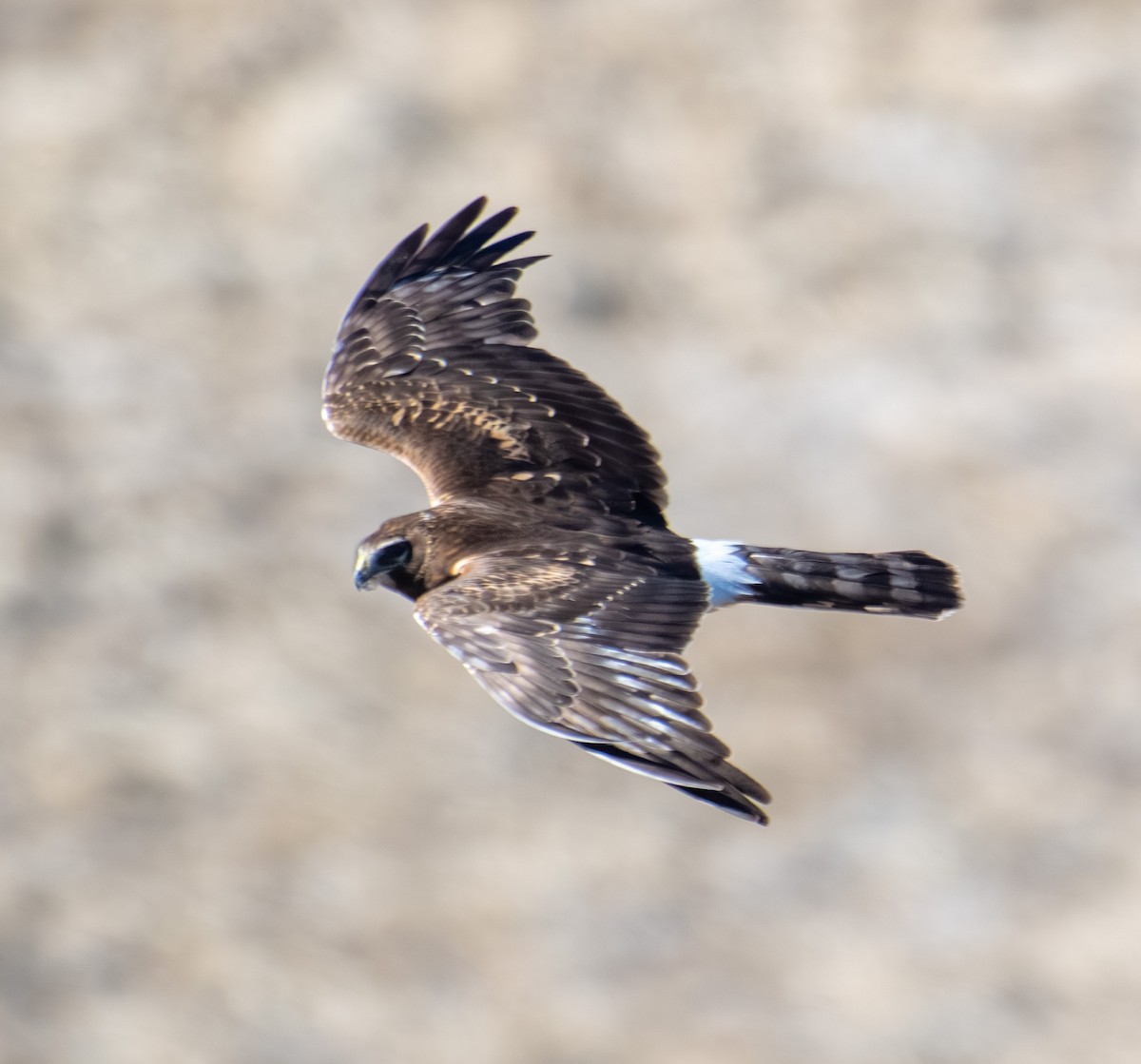 Busard des marais - ML646020099