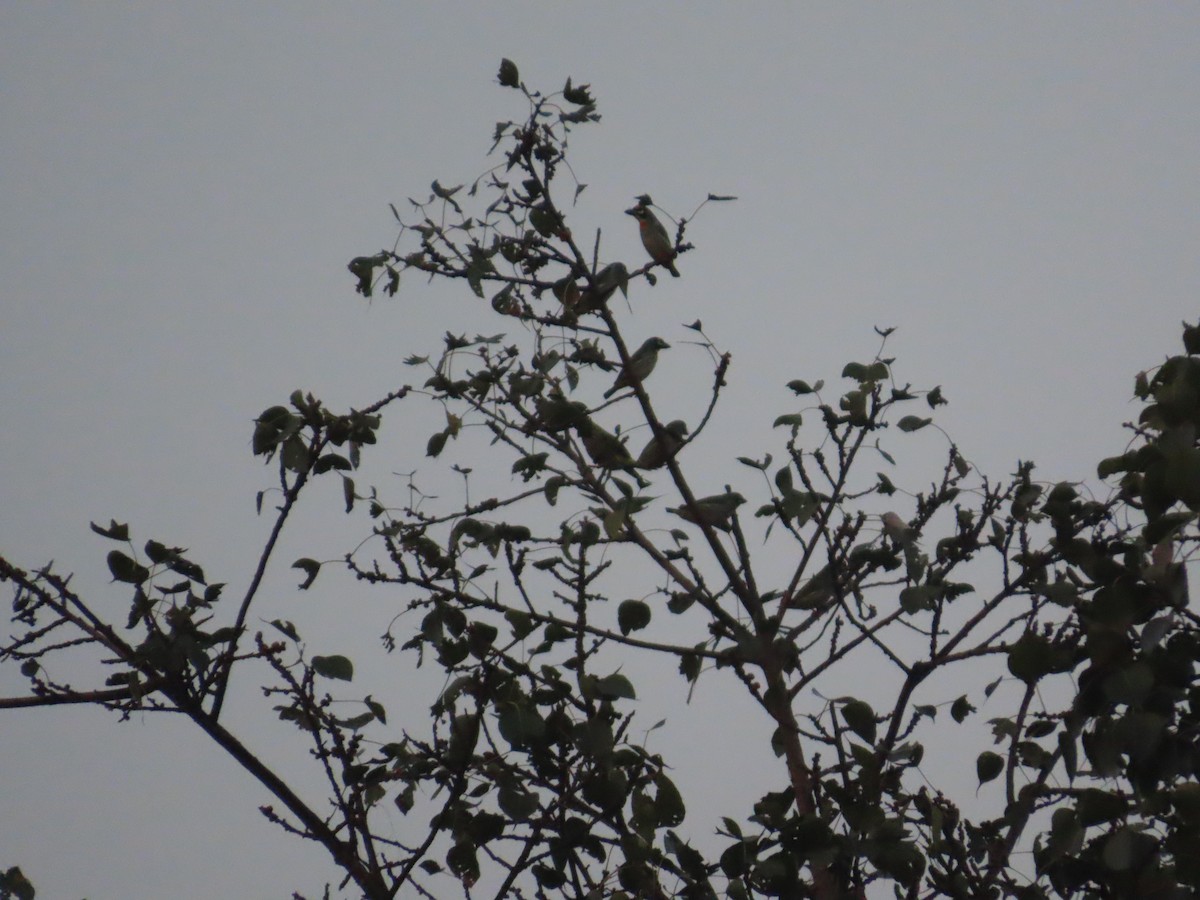 Barbu à plastron rouge - ML646020100