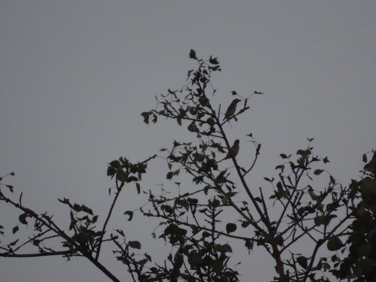Barbu à plastron rouge - ML646020101