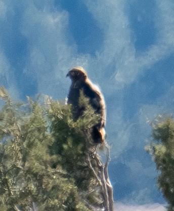 Buse à queue rousse - ML646020103