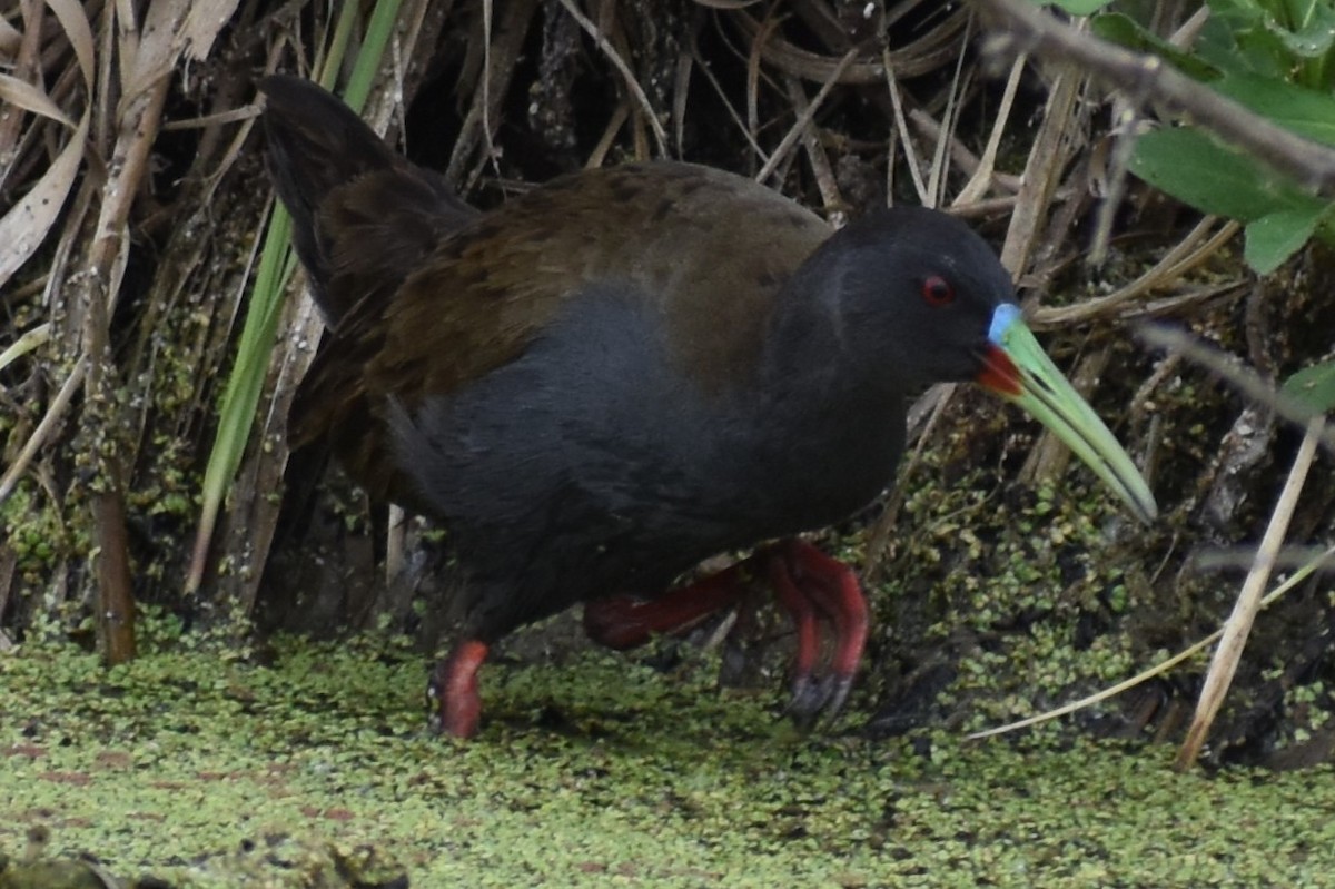 Kurşuni Sukılavuzu - ML646020105