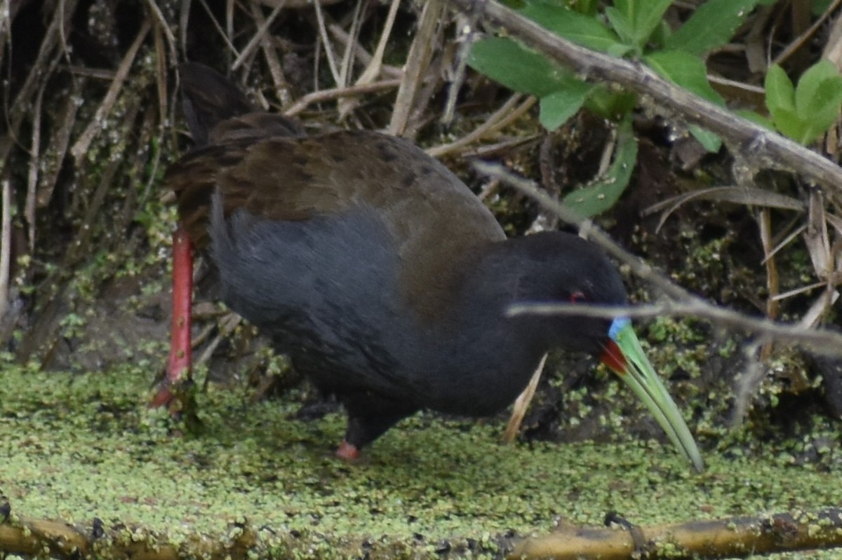 Kurşuni Sukılavuzu - ML646020106