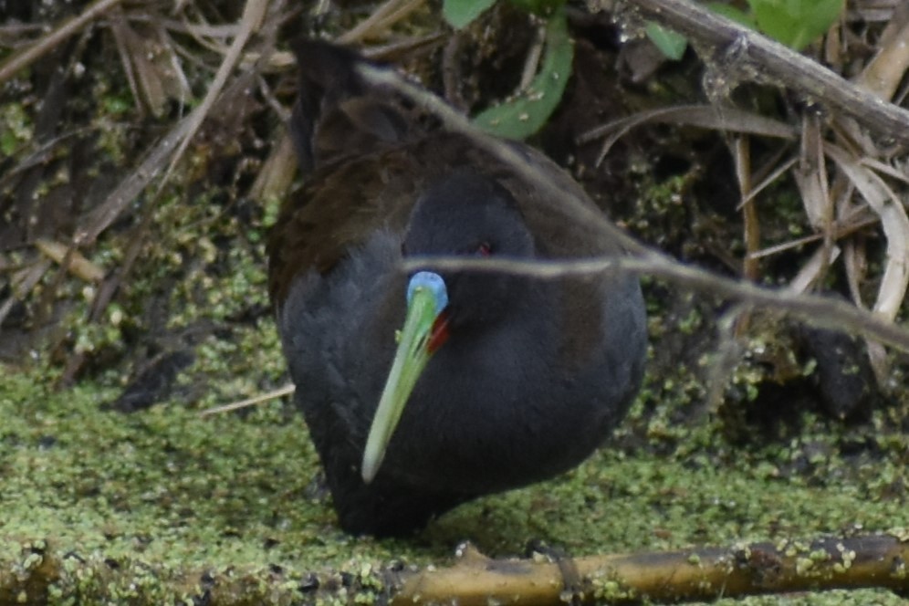 Kurşuni Sukılavuzu - ML646020107