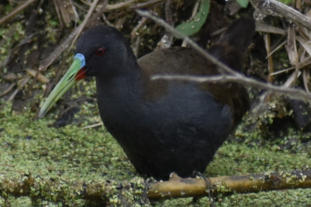 Kurşuni Sukılavuzu - ML646020108