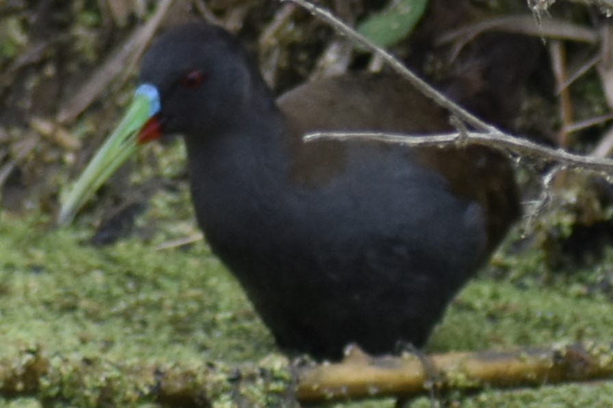 Kurşuni Sukılavuzu - ML646020109