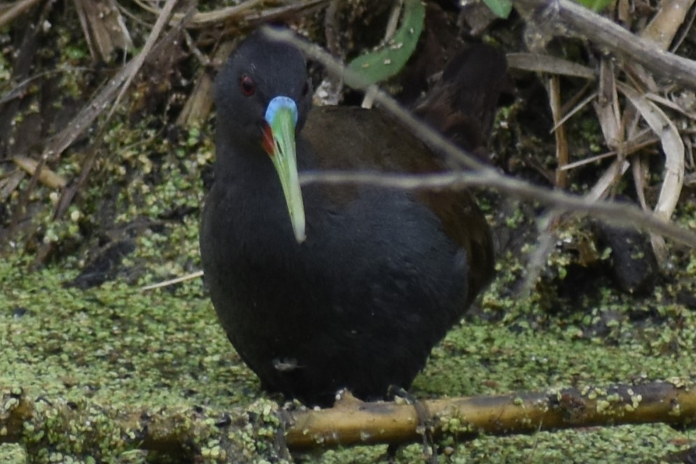 Kurşuni Sukılavuzu - ML646020110