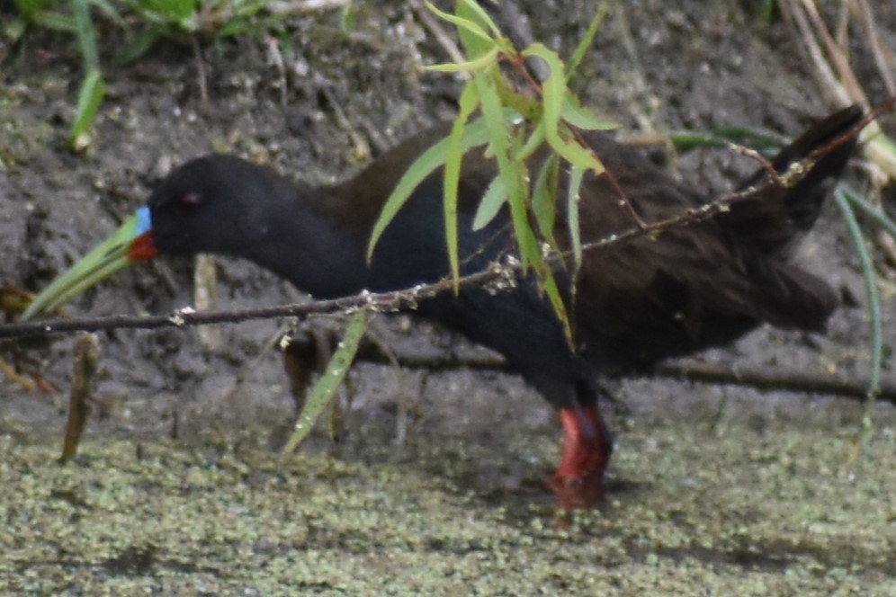 Kurşuni Sukılavuzu - ML646020111