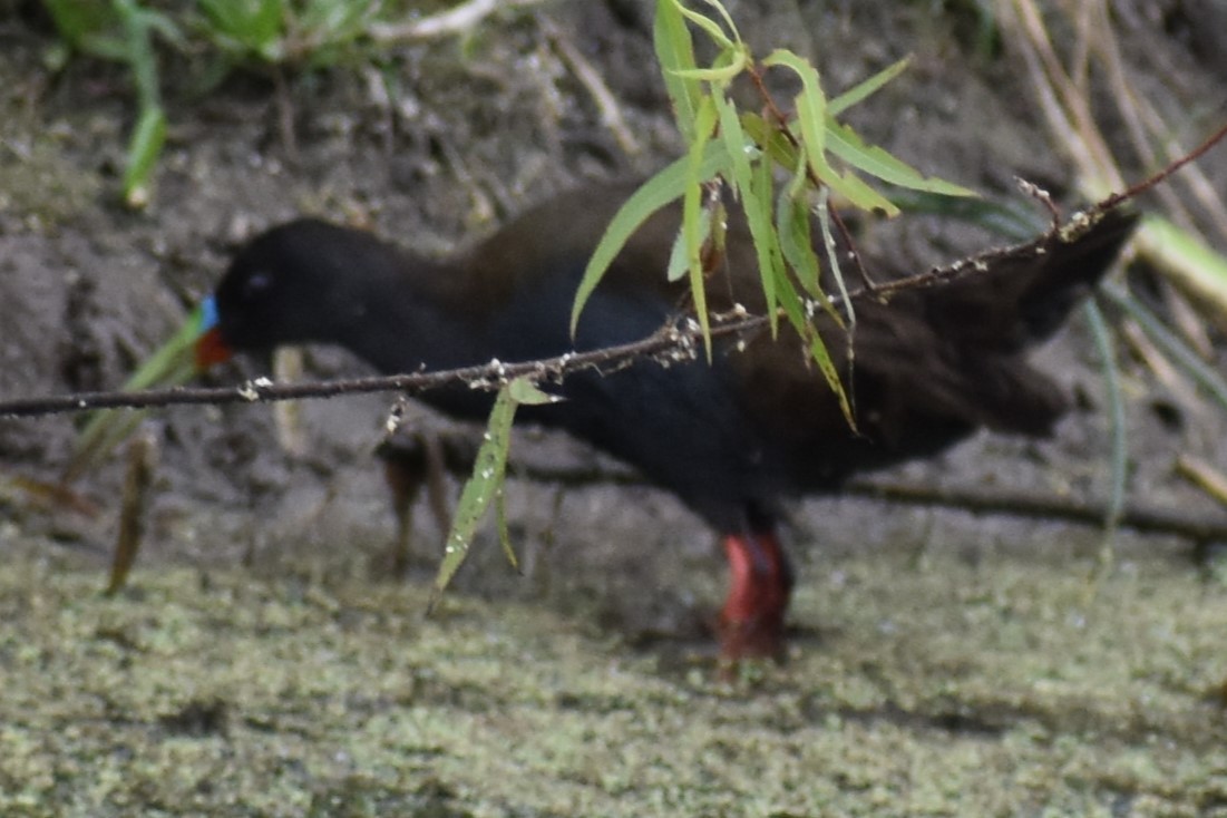 Kurşuni Sukılavuzu - ML646020112