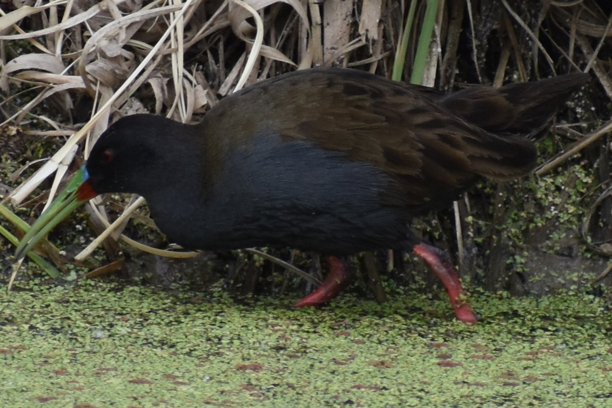 Kurşuni Sukılavuzu - ML646020113