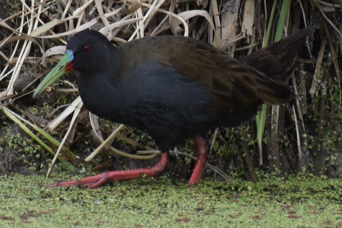 Kurşuni Sukılavuzu - ML646020114