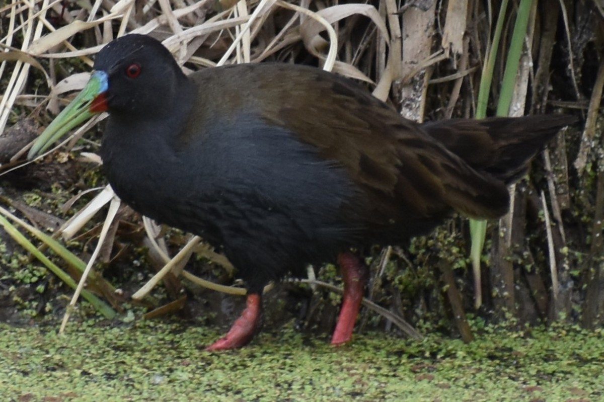 Kurşuni Sukılavuzu - ML646020115