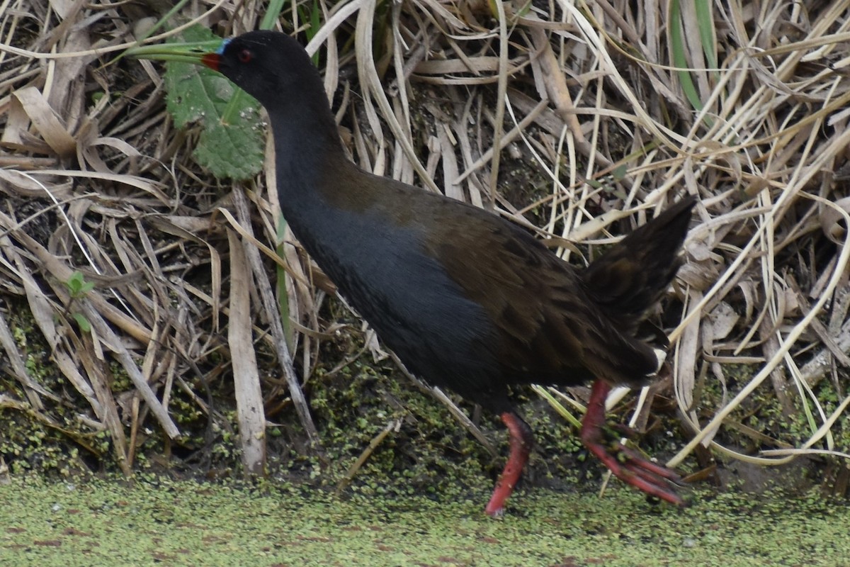 Kurşuni Sukılavuzu - ML646020116