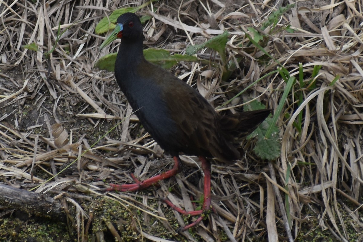 Kurşuni Sukılavuzu - ML646020118