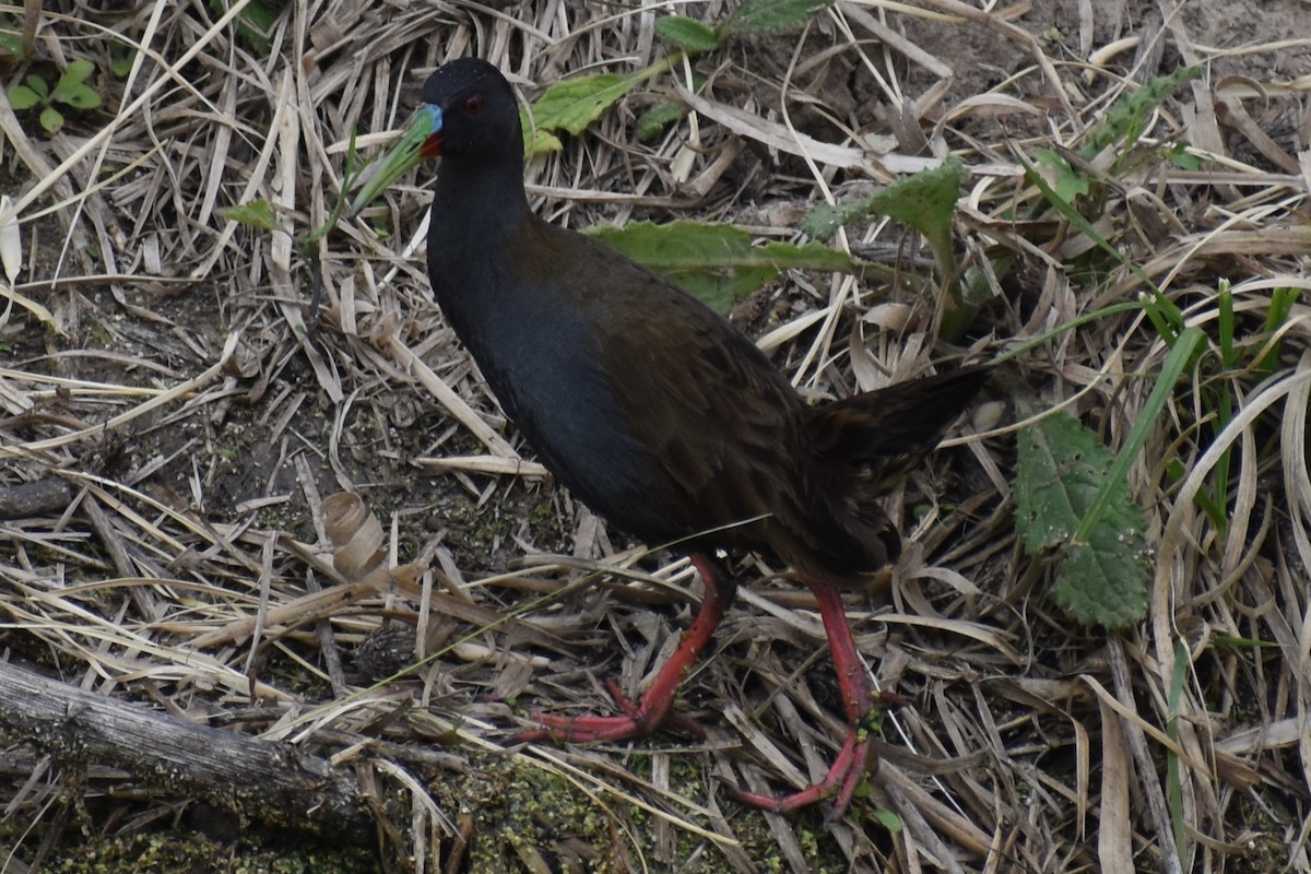 Kurşuni Sukılavuzu - ML646020119