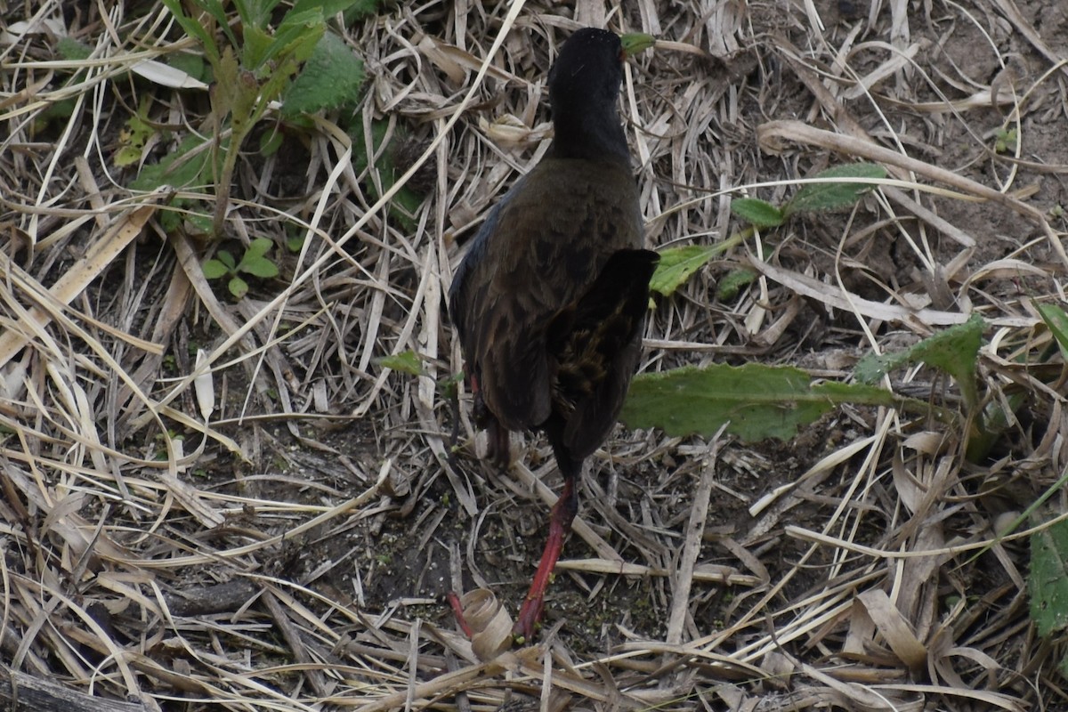 Kurşuni Sukılavuzu - ML646020120