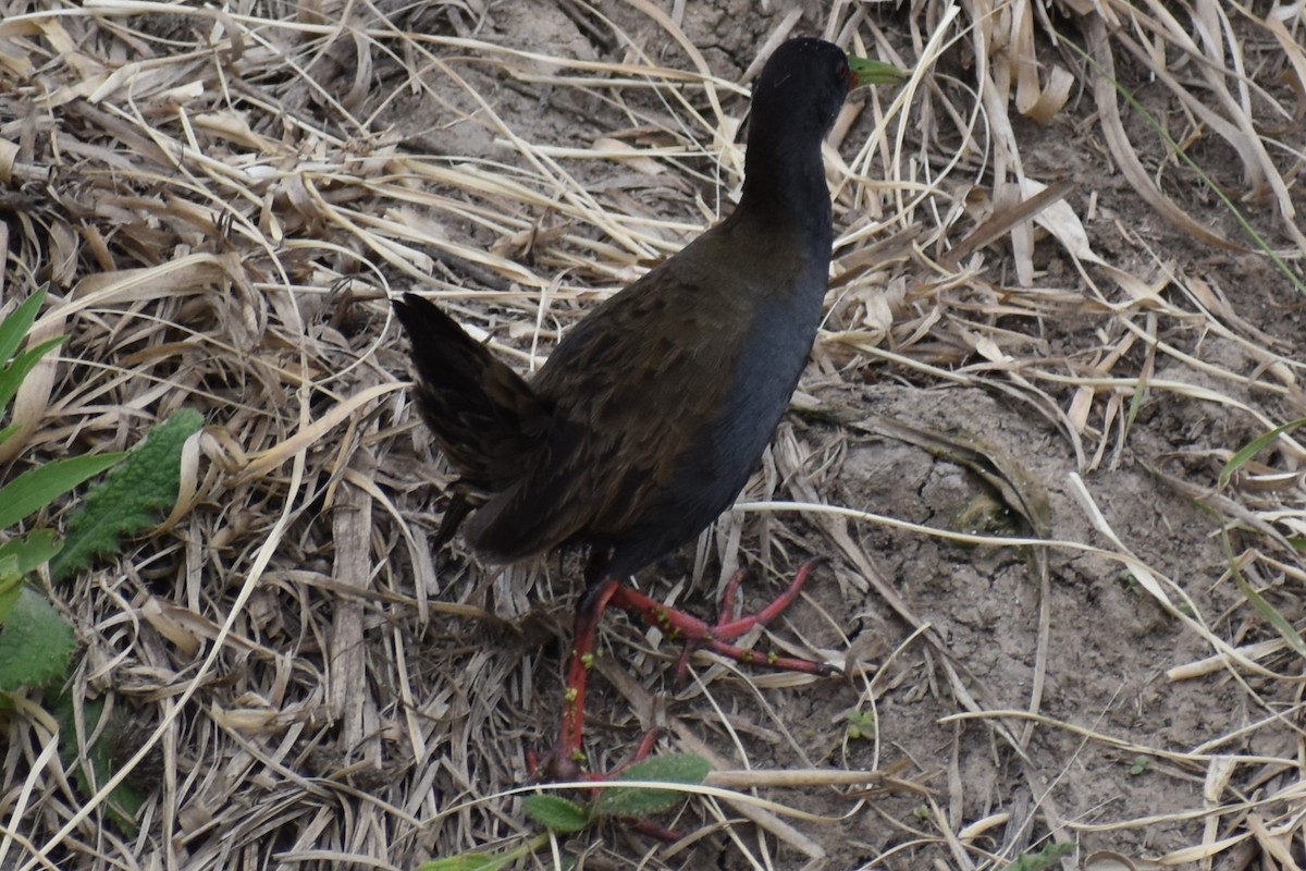 Kurşuni Sukılavuzu - ML646020121