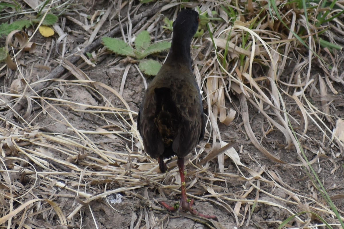 Kurşuni Sukılavuzu - ML646020122