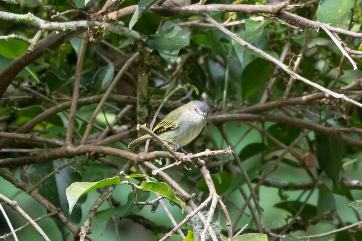 Mistletoe Tyrannulet - ML646020126