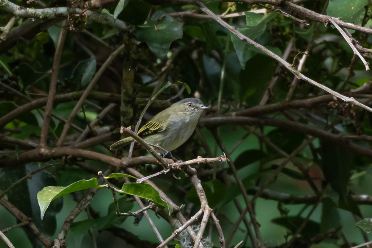 Mistletoe Tyrannulet - ML646020127