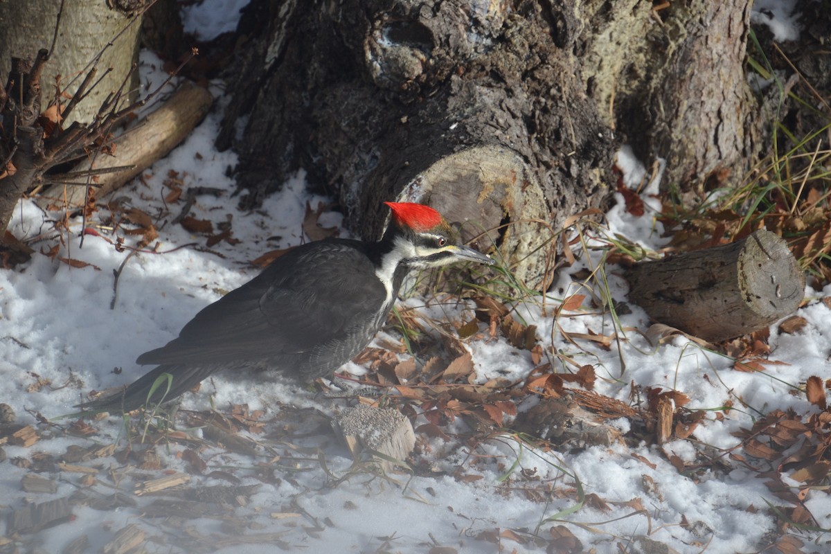 Жовна північна - ML646020128