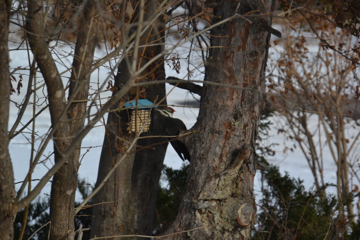 Жовна північна - ML646020129