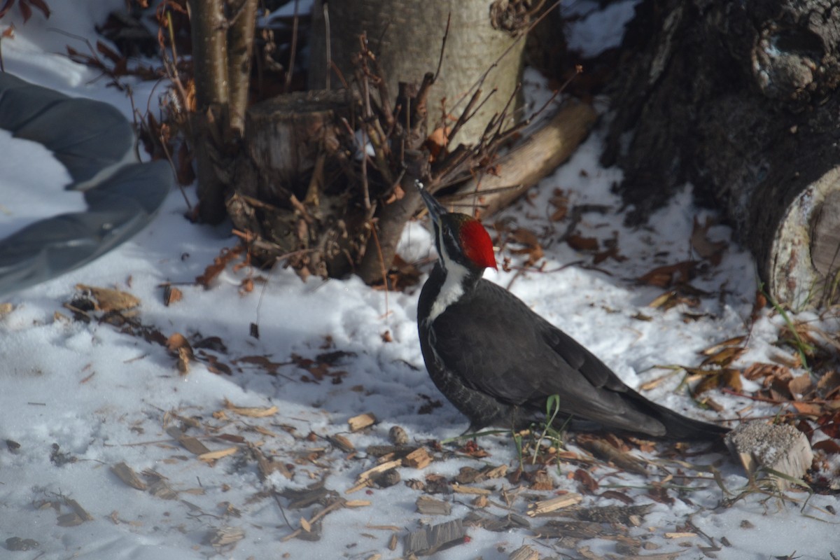 Жовна північна - ML646020130