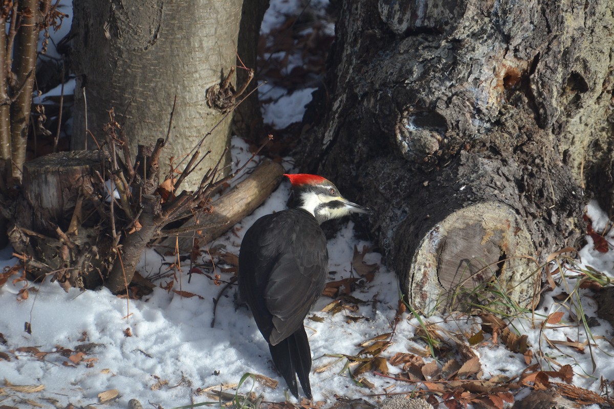 Жовна північна - ML646020131