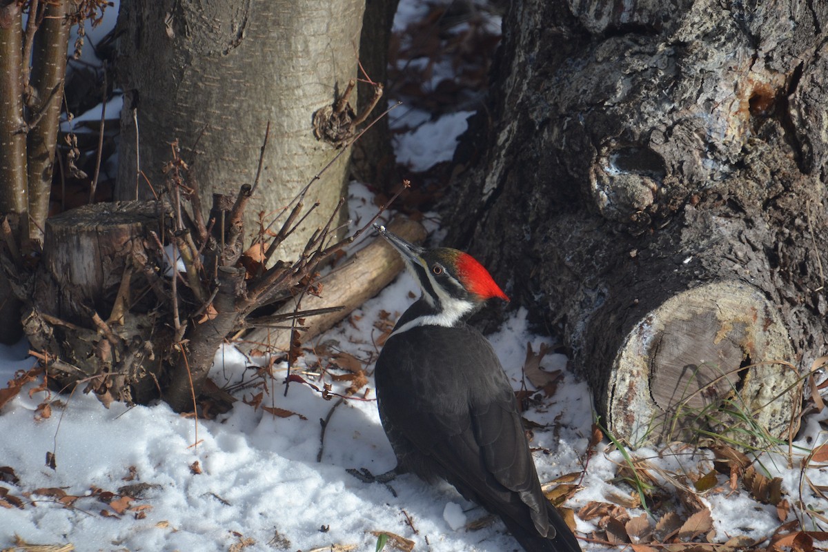 Жовна північна - ML646020132