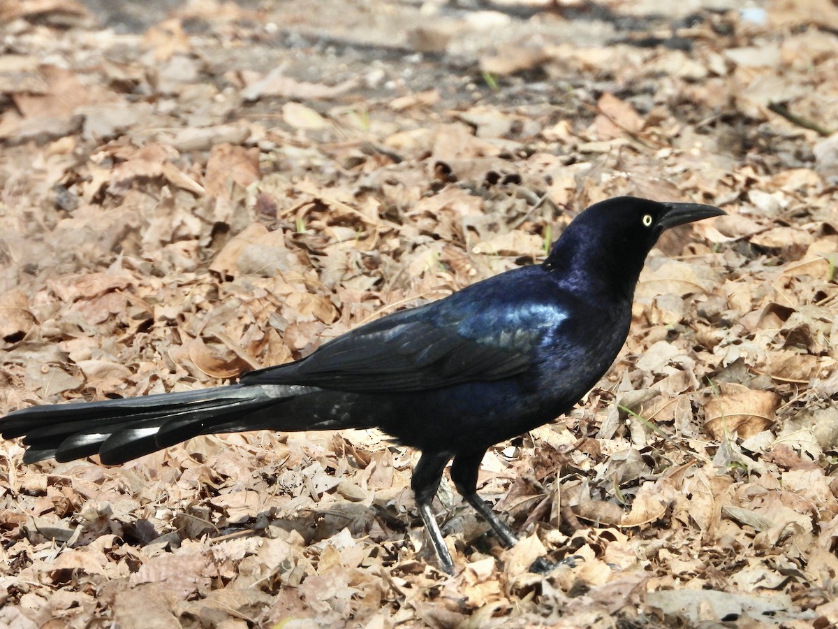 Great-tailed Grackle - ML646020133
