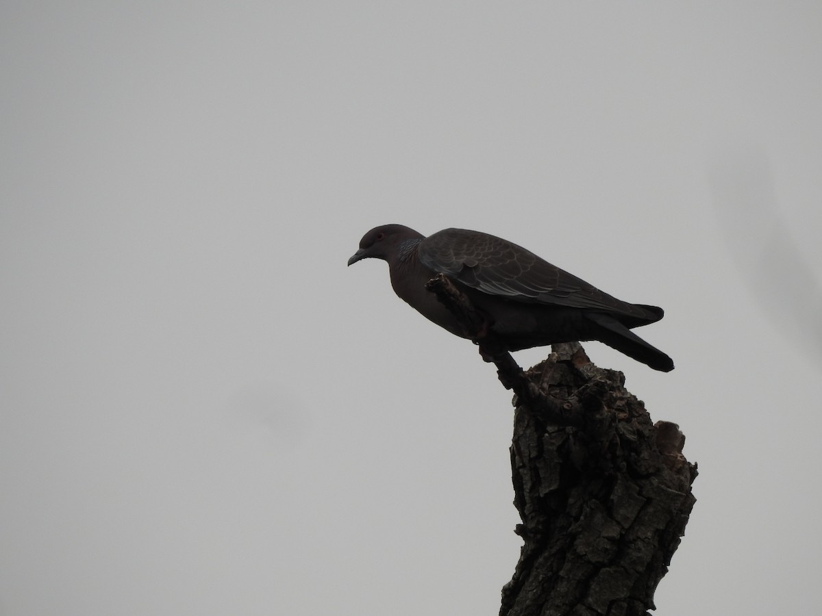 Picazuro Pigeon - ML646020139
