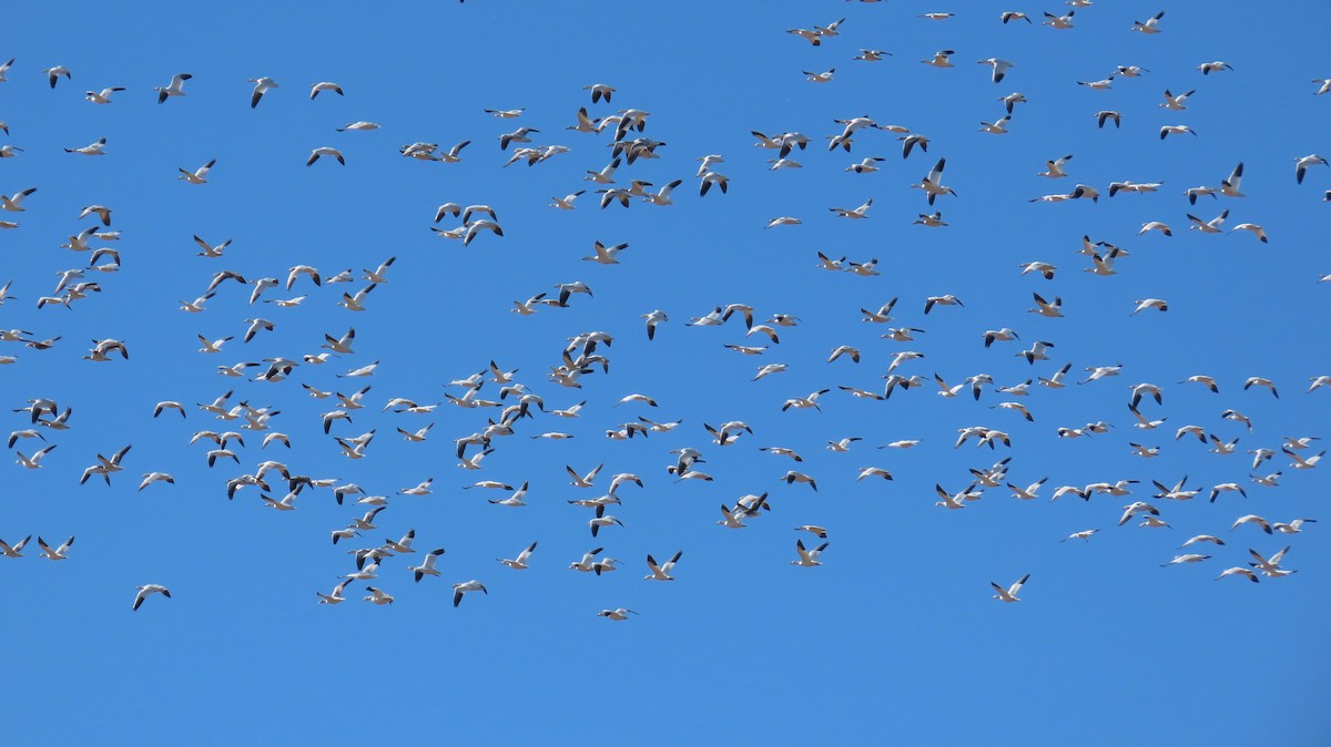 Snow Goose - ML646020141