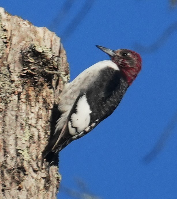 Red-headed Woodpecker - ML646020142