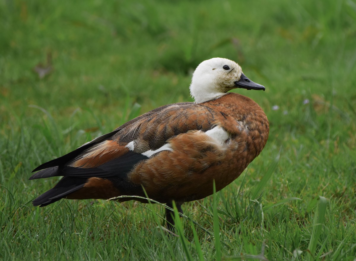 Tarro Maorí - ML646020143