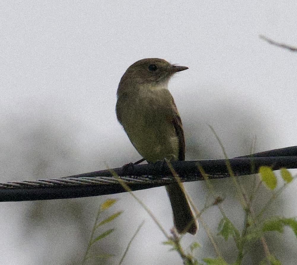 White-throated Flycatcher - ML646020168