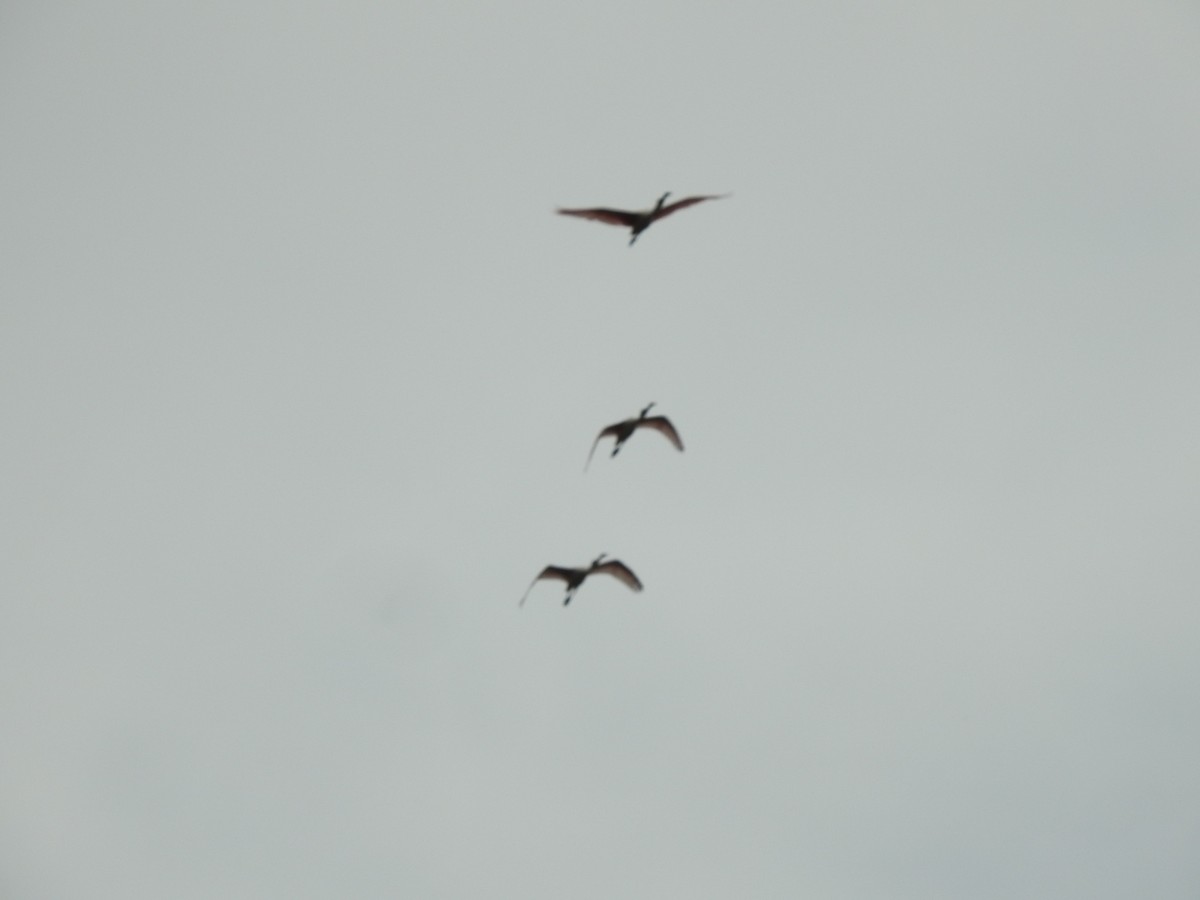 Roseate Spoonbill - ML646020169