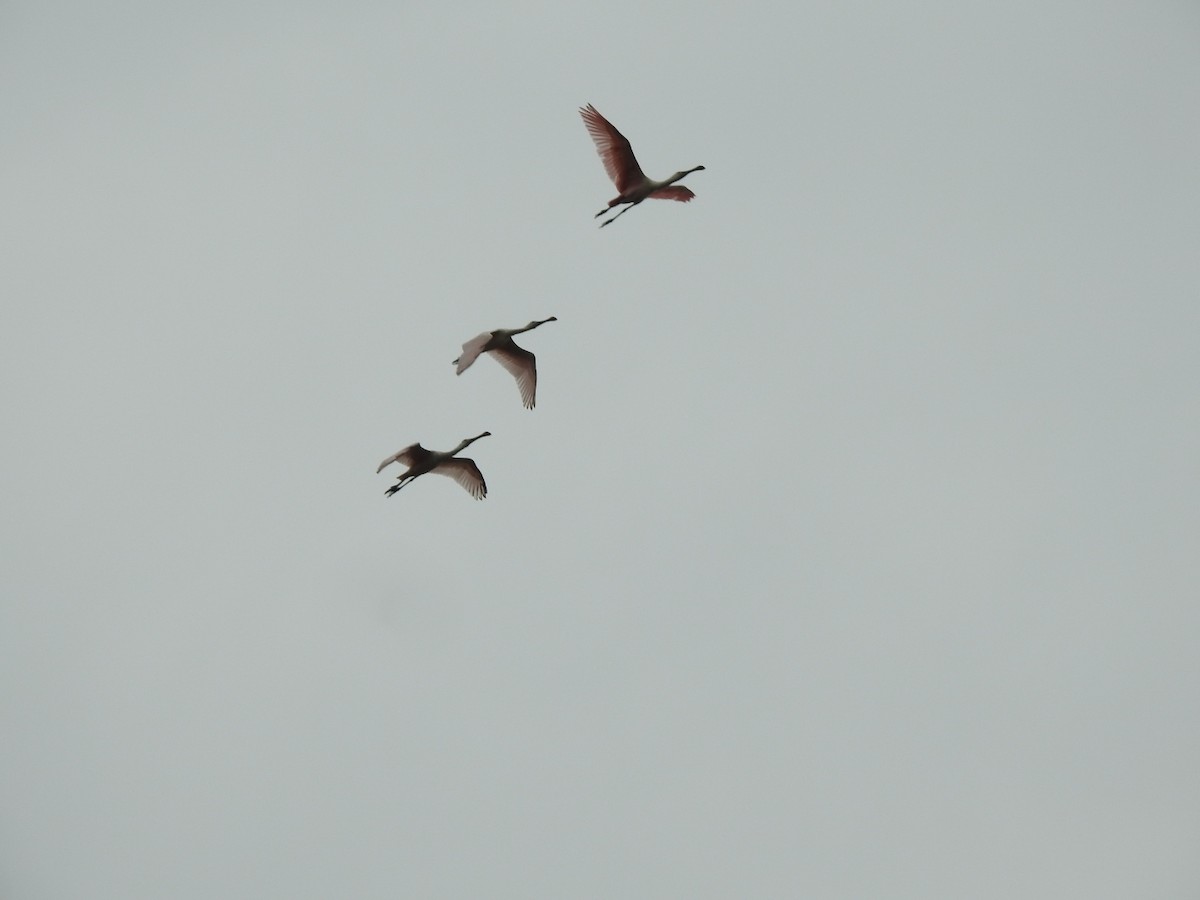 Roseate Spoonbill - ML646020170