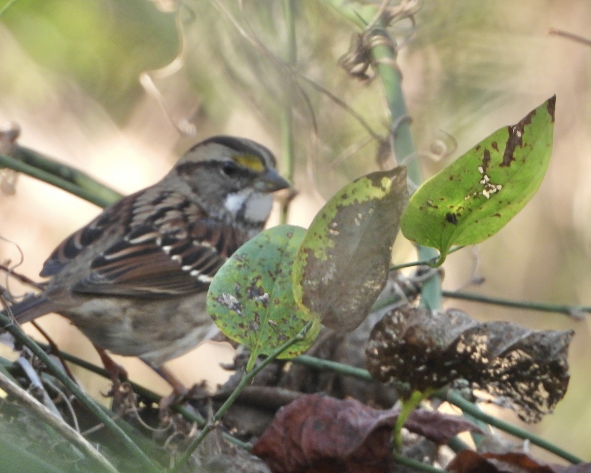 White-throated Sparrow - ML646020171