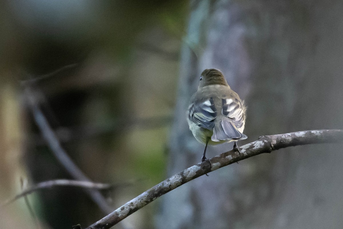 Kahverengi Vireo - ML646020190