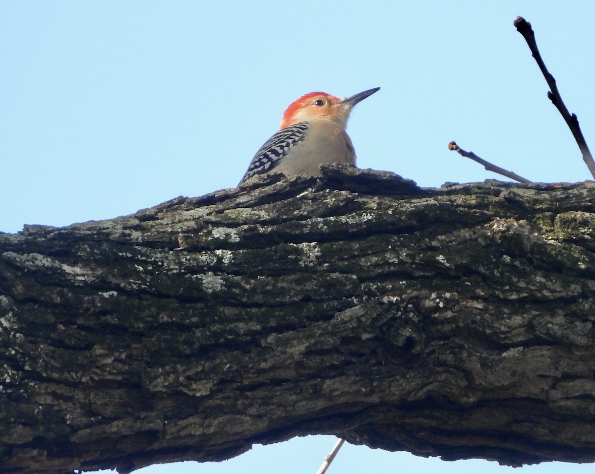 Red-bellied Woodpecker - ML646020197