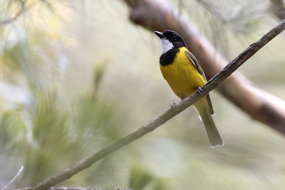 Golden Whistler - ML646020202