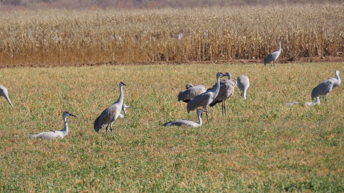 Sandhill Crane - ML646020203