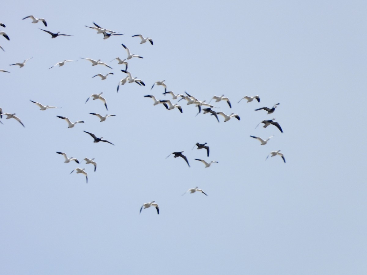 Snow Goose - ML646020211