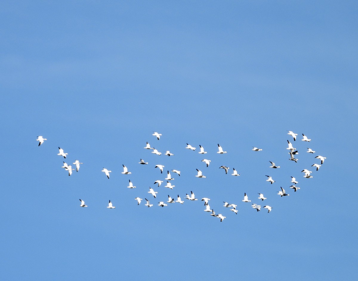 Snow Goose - ML646020212