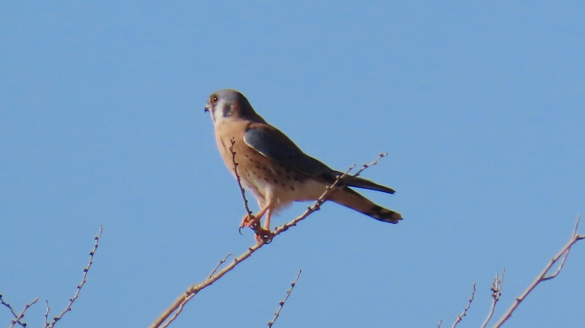 American Kestrel - ML646020214