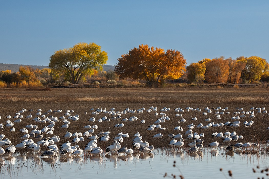 Snow Goose - ML646020219