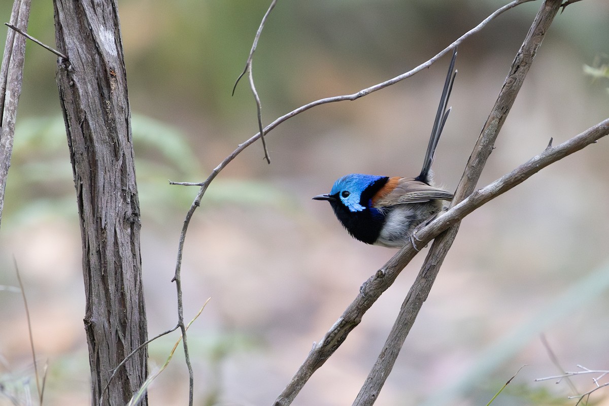 modropláštník proměnlivý - ML646020221