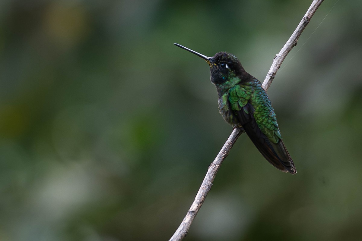 タラマンカハチドリ - ML646020222