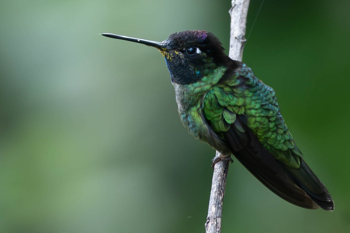 タラマンカハチドリ - ML646020223